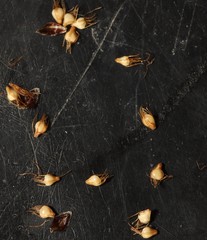 Eleocharis ovata