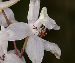 Delphinium gypsophilum