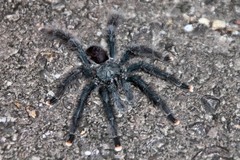 Avicularia avicularia