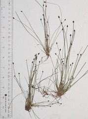 Eleocharis ovata