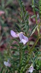 Vicia ervilia