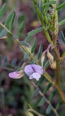 Vicia ervilia
