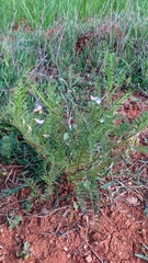 Vicia ervilia