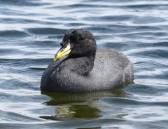 Fulica cornuta