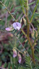 Vicia ervilia