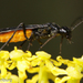 Calameuta pygmaea - Photo (c) Associação Vita Nativa, algunos derechos reservados (CC BY-NC), subido por Associação Vita Nativa