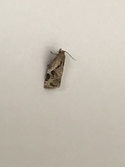 Archips grisea