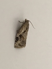 Archips grisea