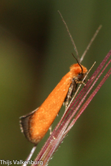 Reisserita chrysopterella