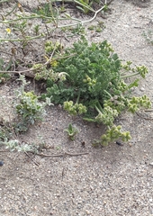 Daucus pumilus