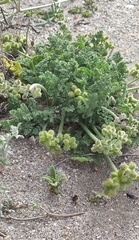 Daucus pumilus
