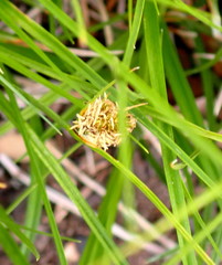 Carex unilateralis