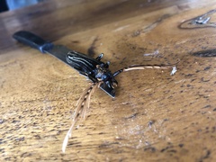 Sarifer flavirameus