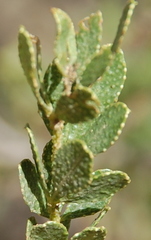 Psoralea lucens