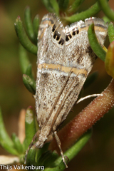 Euchromius gozmanyi