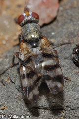 Ceroxys