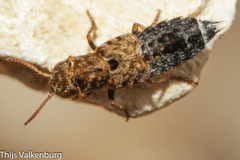 Ontholestes marginalis