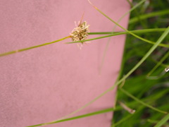 Carex unilateralis