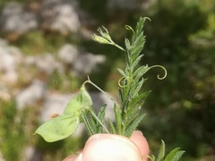 Vicia lens lamottei