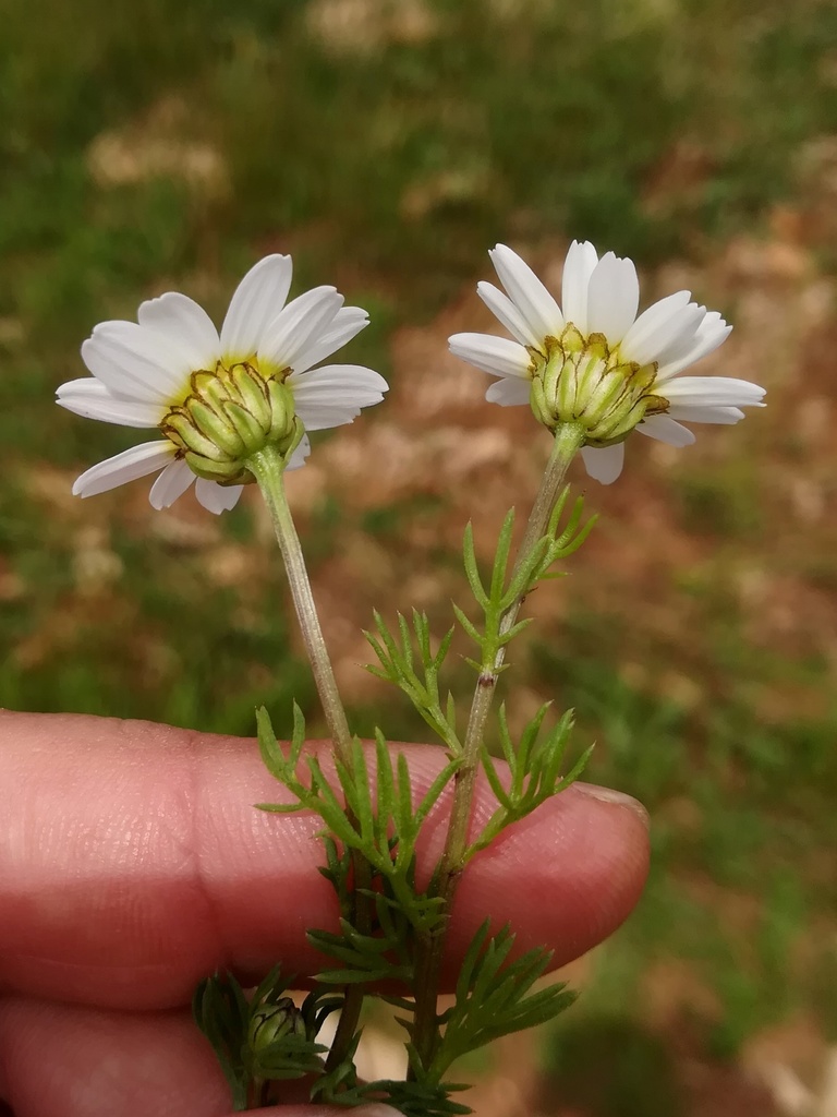 Otospermum glabrum