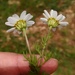 Otospermum glabrum - Photo (c) jmneiva, alguns direitos reservados (CC BY-NC), uploaded by jmneiva