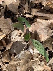 Mertensia virginica