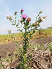 Cirsium mexicanum