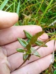 Epilobium chionanthum