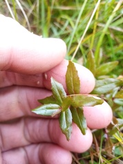 Epilobium chionanthum