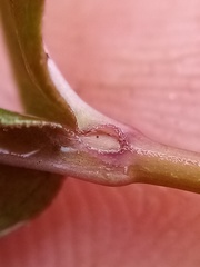 Epilobium chionanthum