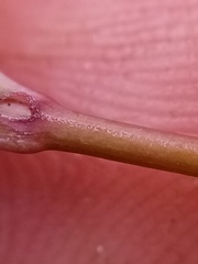 Epilobium chionanthum