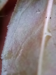 Epilobium chionanthum