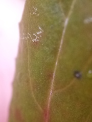 Epilobium chionanthum