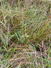 Epilobium chionanthum