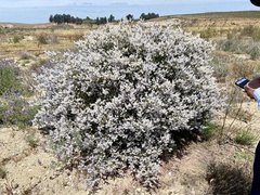 Ceanothus leucodermis