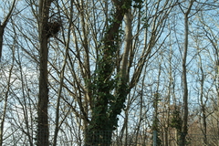 Hedera helix