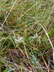 Epilobium chionanthum