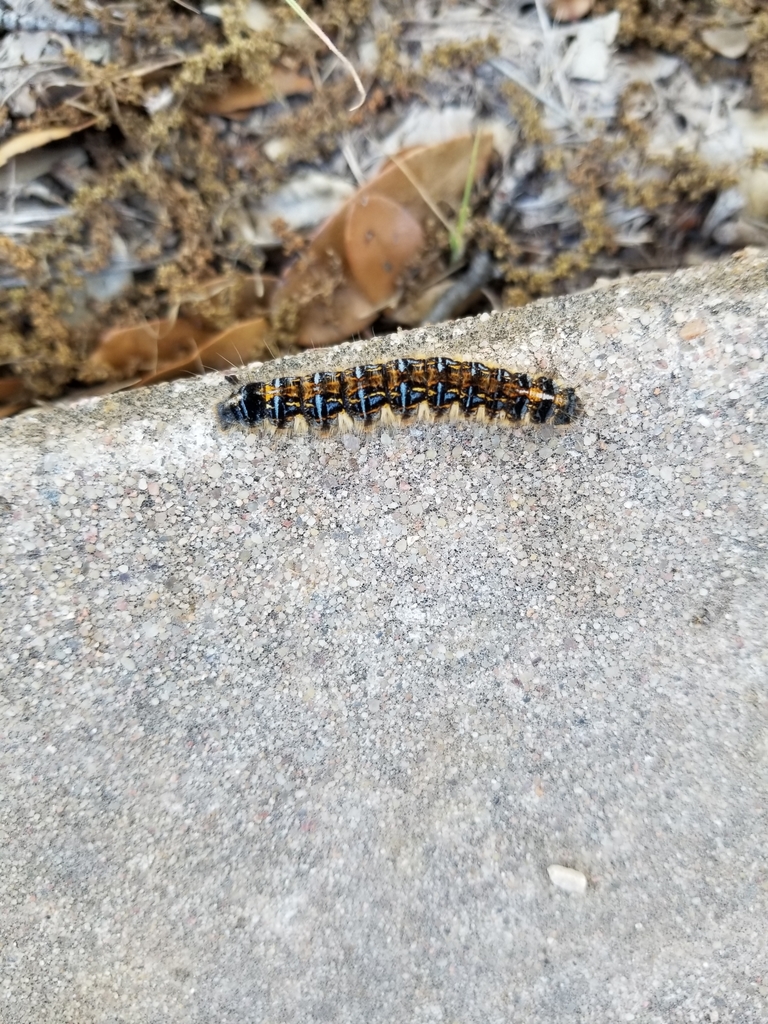 Sonoran Tent Caterpillar