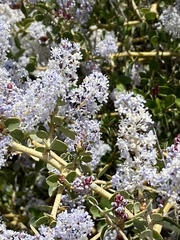 Ceanothus leucodermis