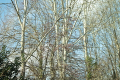Angiospermae