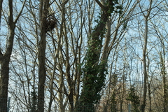 Hedera helix