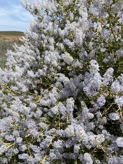 Ceanothus leucodermis