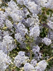 Ceanothus leucodermis