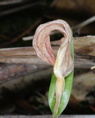 Pterostylis truncata