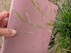 Festuca californica californica