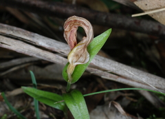 Pterostylis truncata
