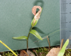 Pterostylis truncata