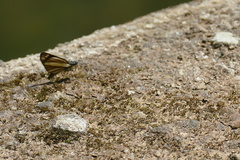 Dalla jelskyi