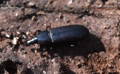 Cossonus