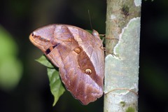 Eryphanis automedon